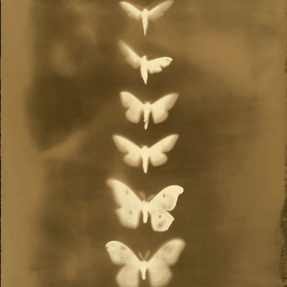 Meet your Posher, Ava